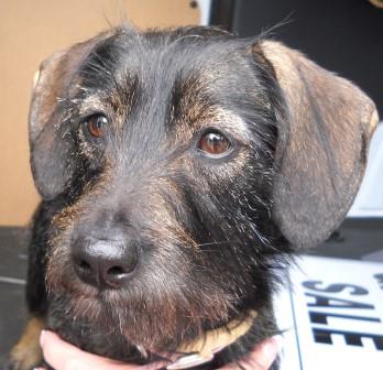 terrier mix compressed.jpg